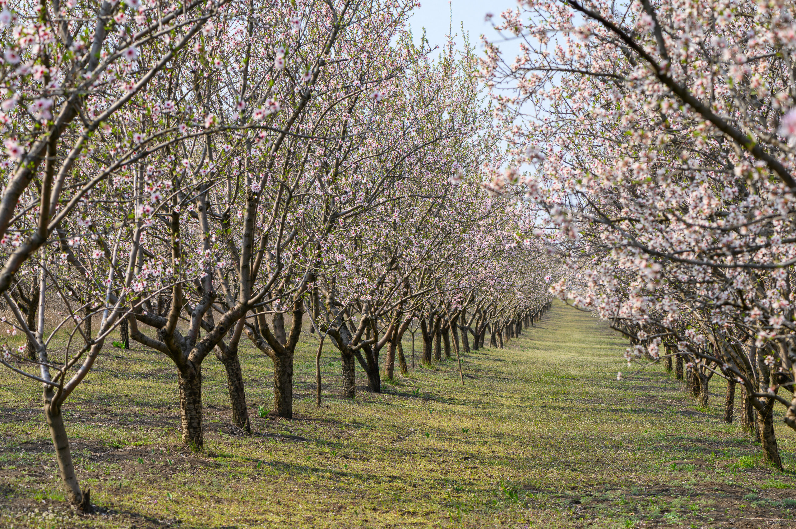 floracion almendro