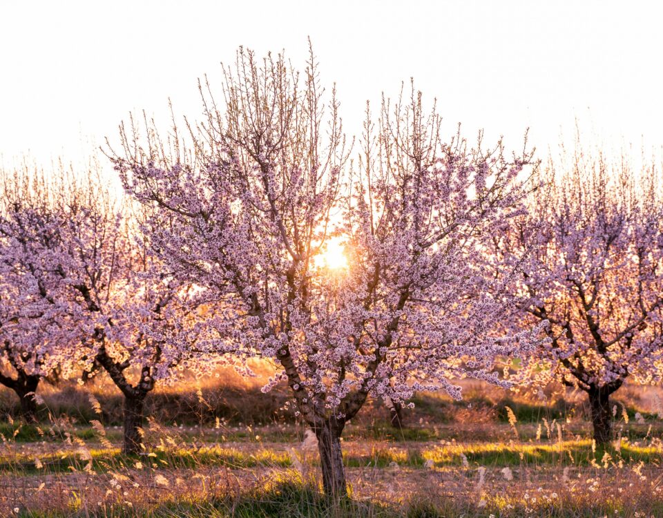 almendro