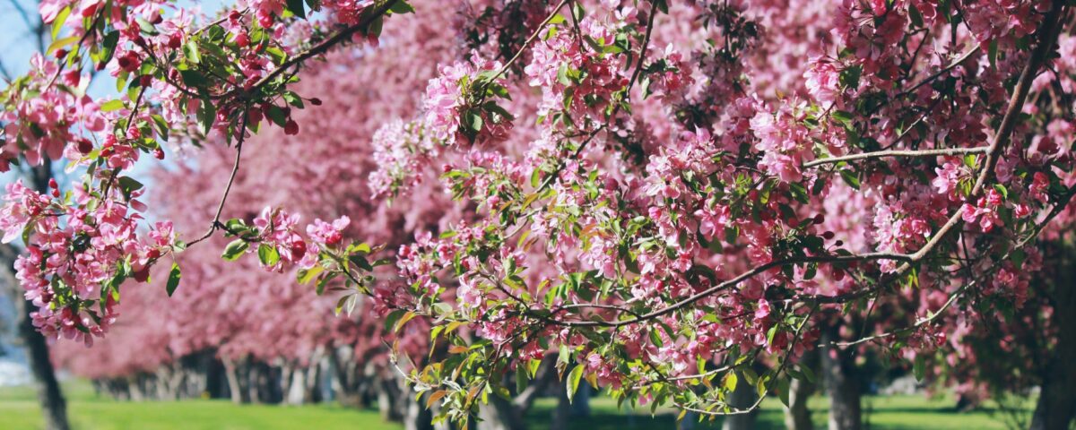 arboles primavera