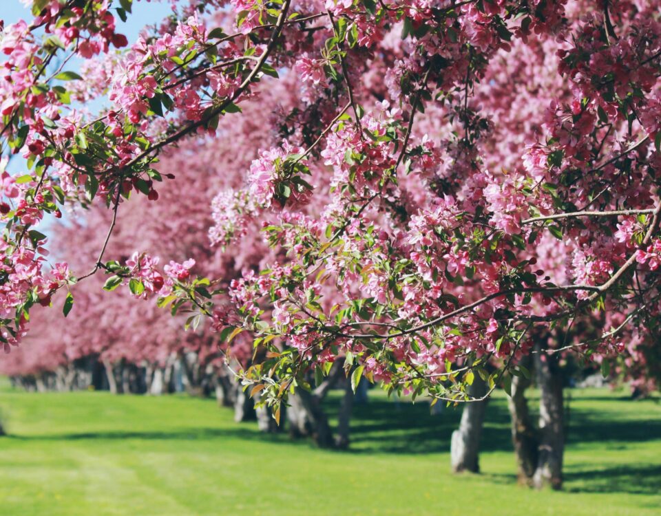 arboles primavera