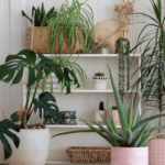 Plantas casa