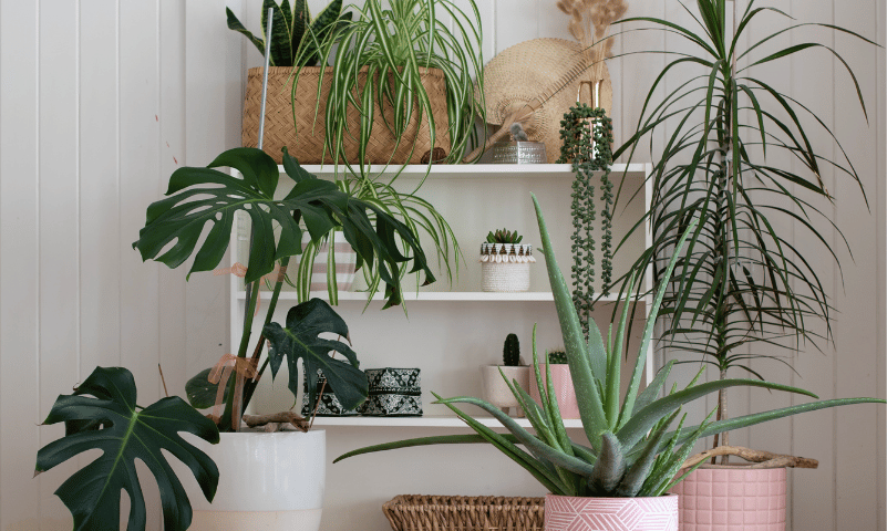 Plantas casa